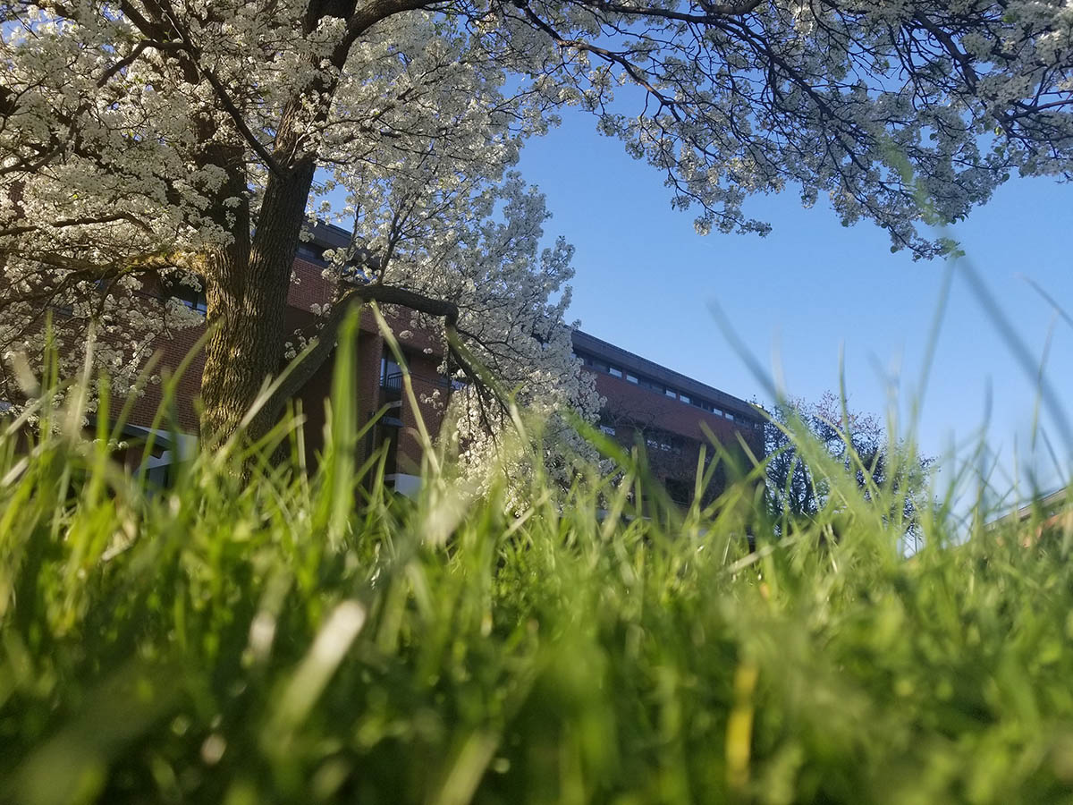An intense close up of some green grass with branches from a flowering tree, far above