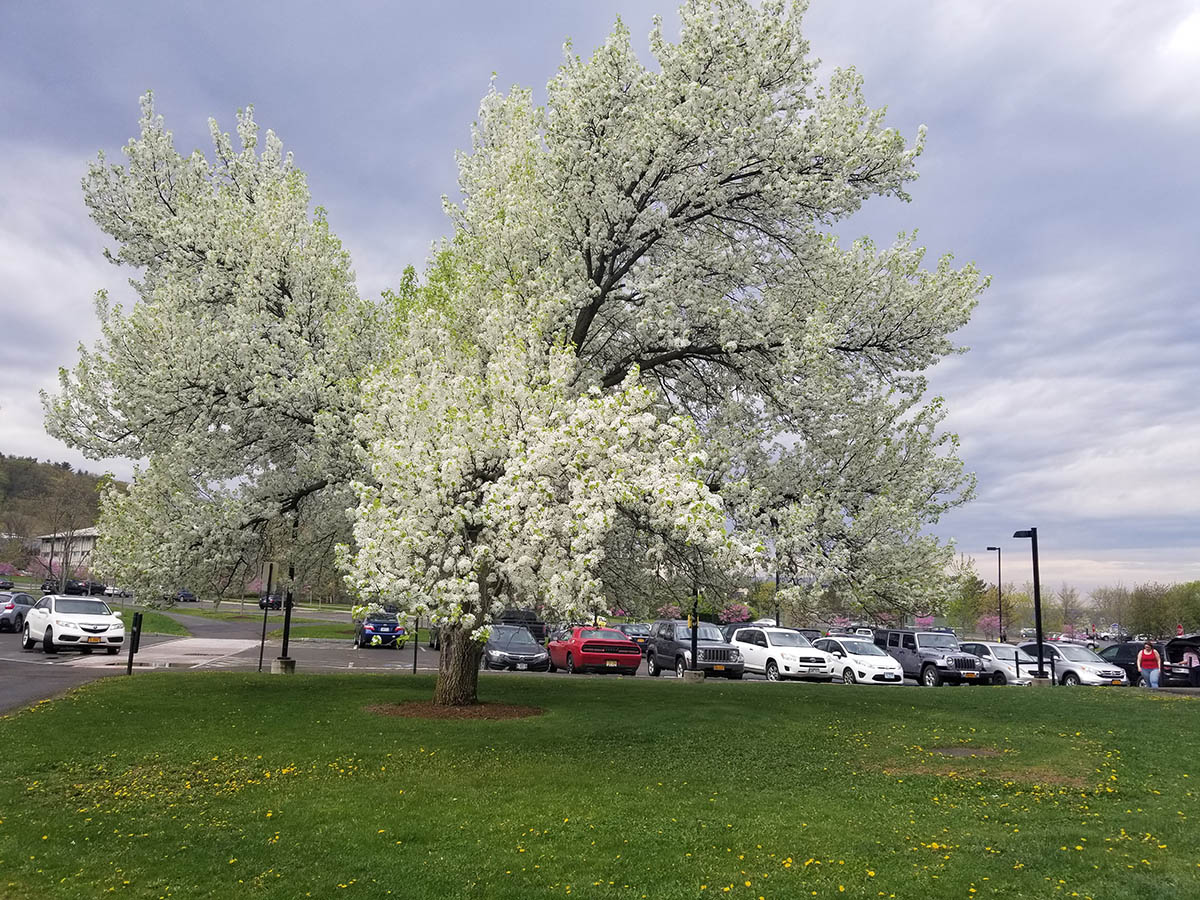 A small green clearing in front of a parking lot. In the center is a large tree with white flowers blooming everywhere along its branches.