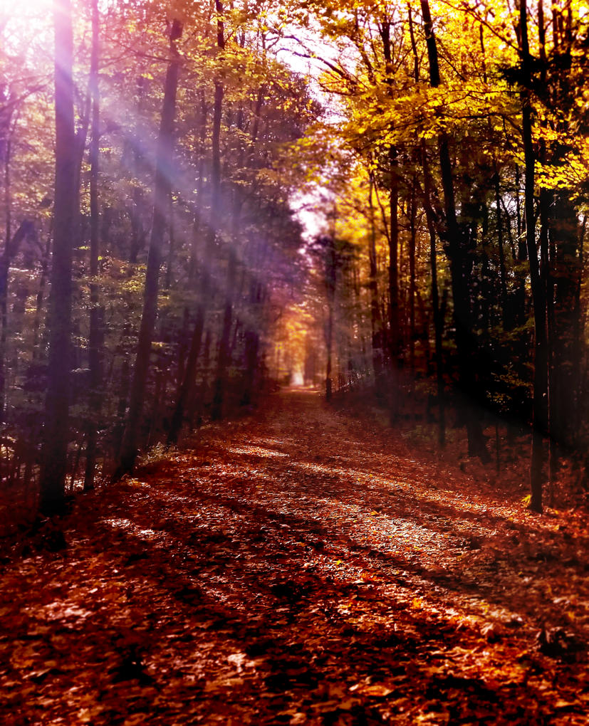 An orange, red, and yellow leafy path through an autumn woodland, with the sun flaring rays from the viewer's upper left.