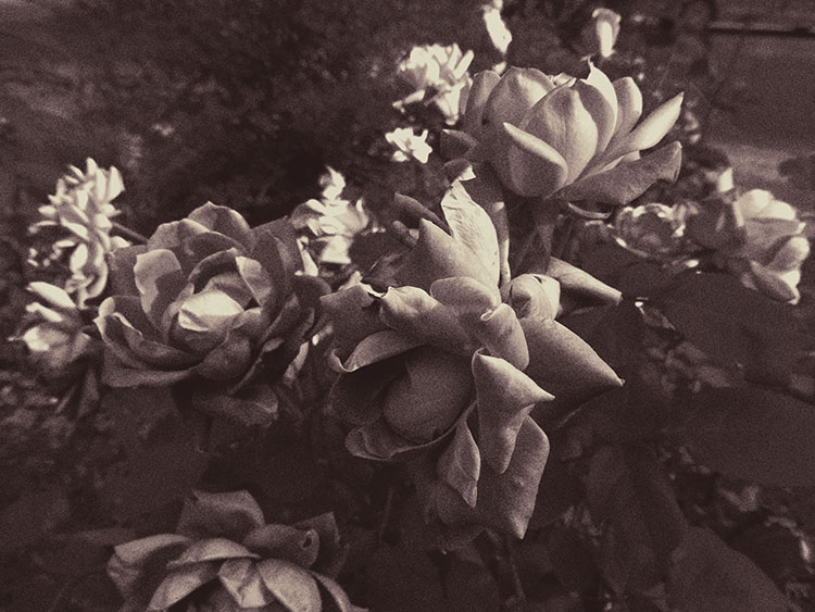 A sepia and high contrasted view of some white flowers.